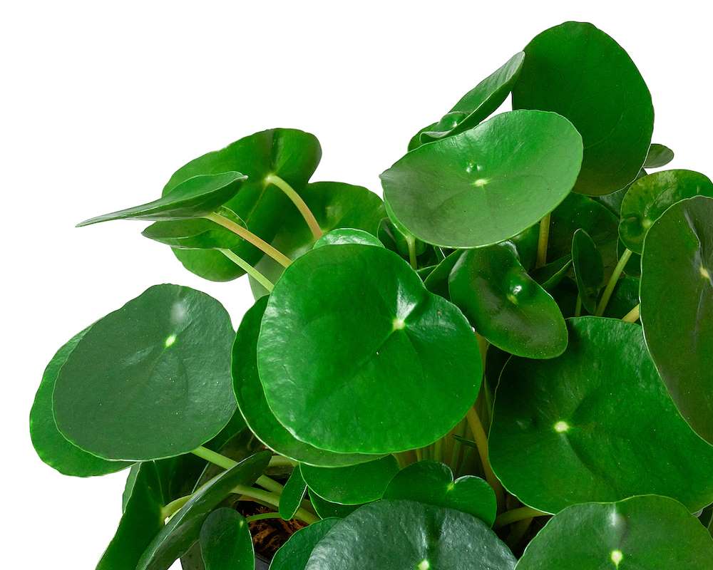 PILEA PEPEROMIOIDES vaso 16 piante da interno piante verdi succulente dettaglio