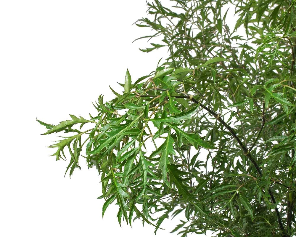 Polyscias ming - immagine 2