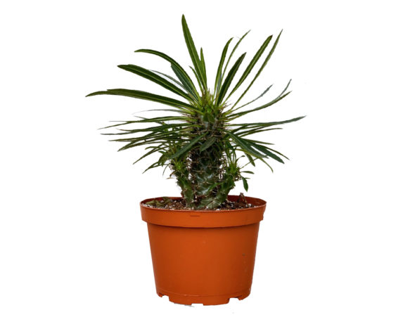 Pachypodium lamerei
