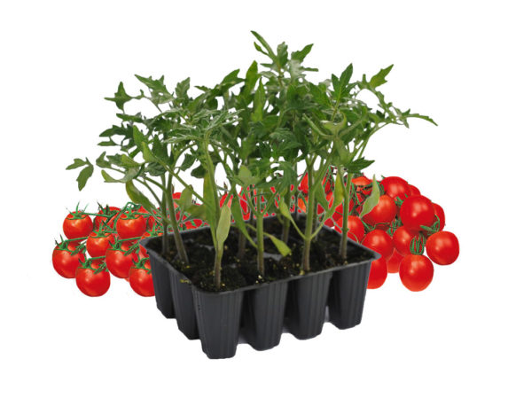 Pomodoro ciliegino nano marasca minipack