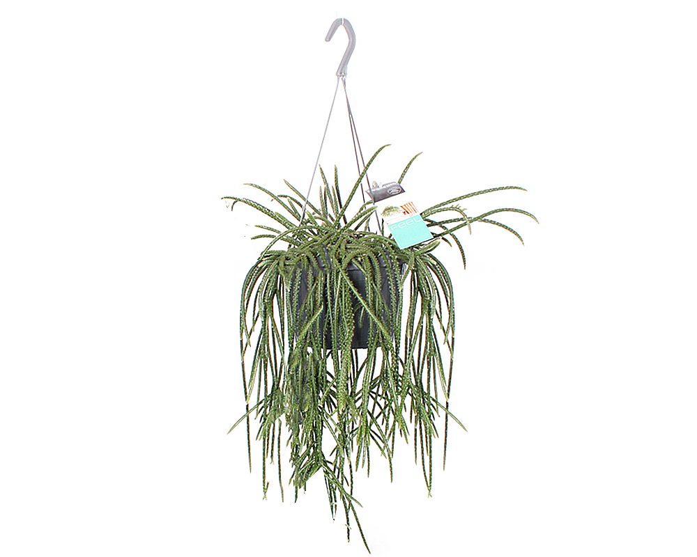 Rhipsalis baccifera basket