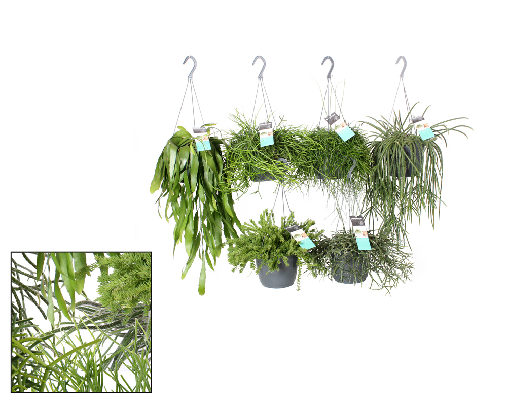 Rhipsalis baccifera basket - immagine 2