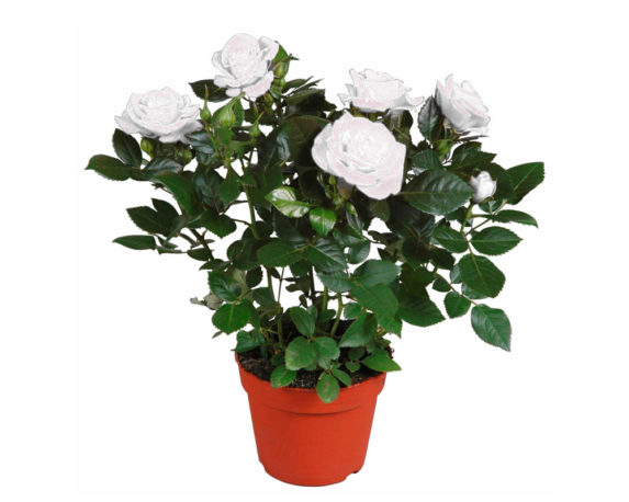 ROSA RAMPICANTE MME ALFRED CARRIERE vaso 20 piante fioritie d