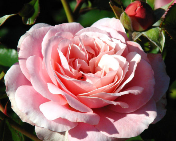 ROSA RAMPICANTE PHILLYS BLADE vaso 20 rosai piante firoite