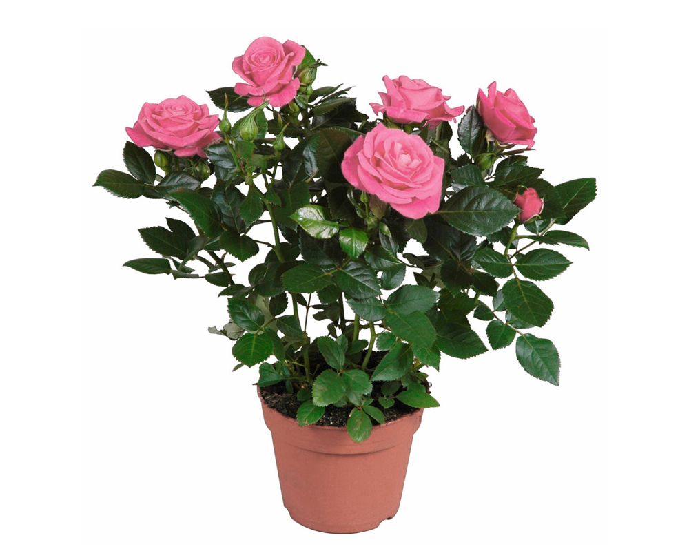 ROSA RAMPICANTE PHILLYS BLADE vaso 20 rosai piante firoite d