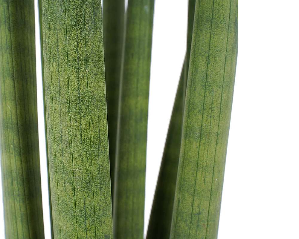 S 2ANSEVERIA CYLINDRICA vaso 6 piante verdi da serra calda Oz Planten