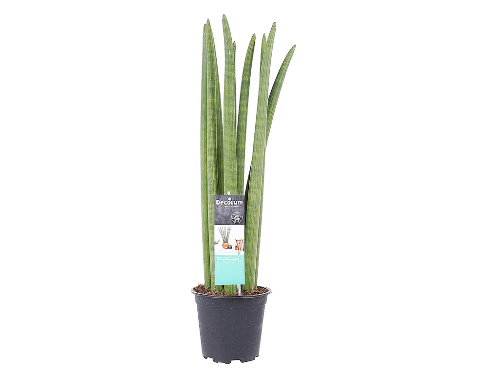 SANSEVERIA CYLINDRICA vaso 6 piante verdi da serra calda Oz Planten