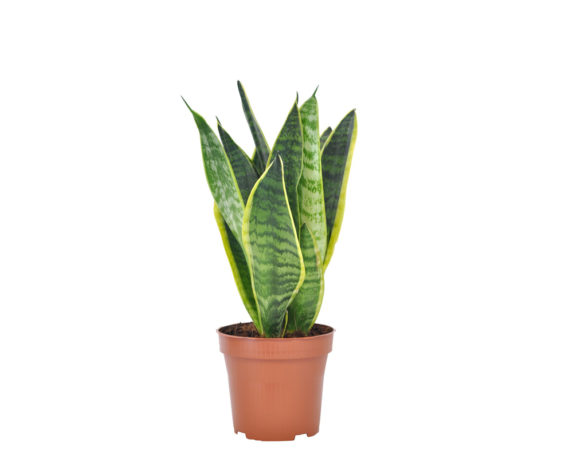 Sanseveria futura superba
