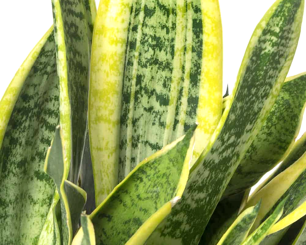 Sanseveria laurenti - immagine 2