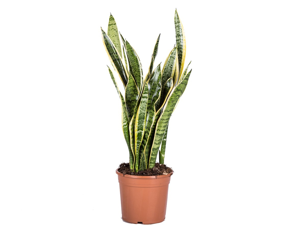 Sanseveria laurenti