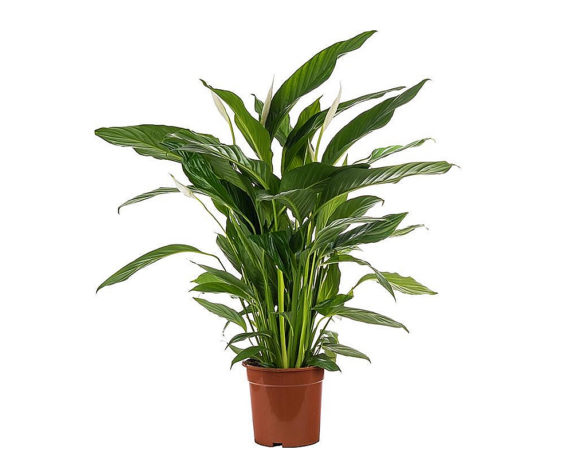 SPATHIPHILLIUM BINGO CUPIDO vaso 19 piante da interno piante serra