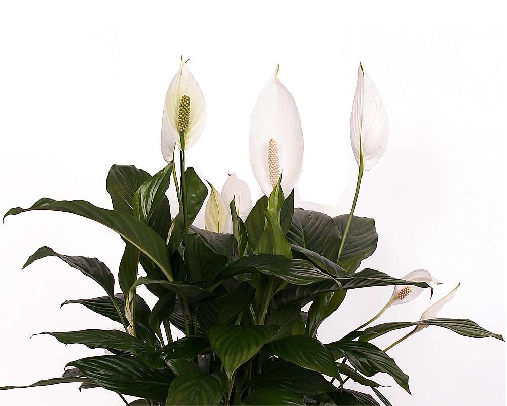 Spathiphyllum bingo cupido - immagine 2