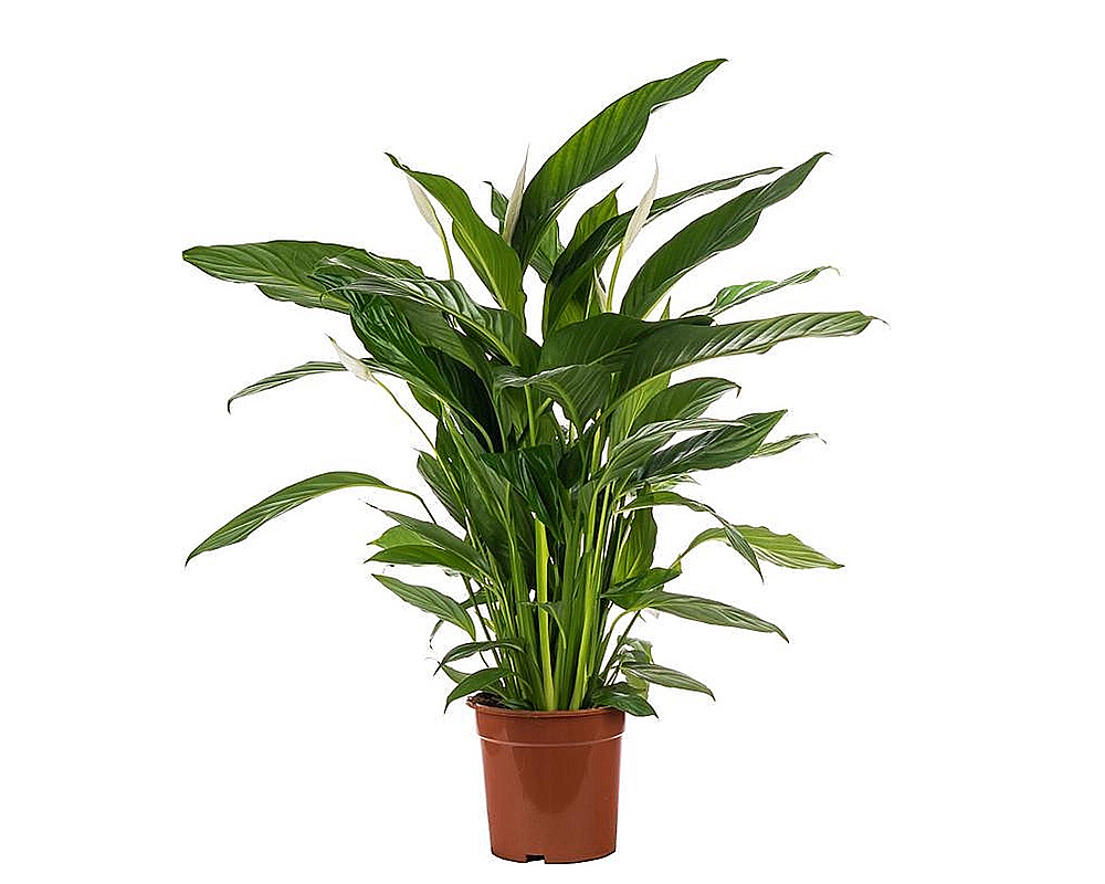 SPATHIPHILLIUM BINGO CUPIDO vaso 19 piante da interno piante serra