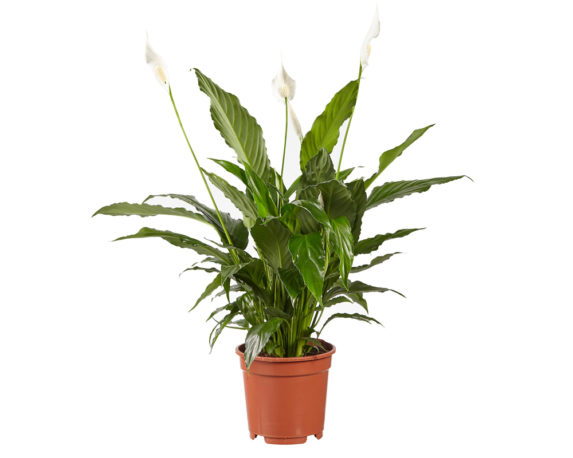Spathiphyllum