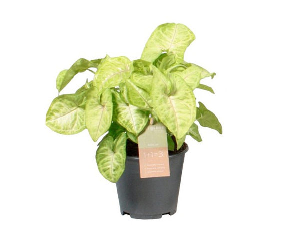 Syngonium feel green