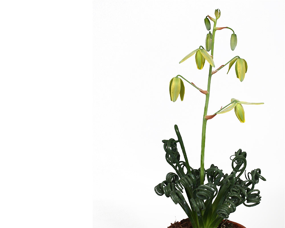 albuca spiralis frizzle sizzle piante e fiori serra calda piante fiorite e verdi oz planten.fiori
