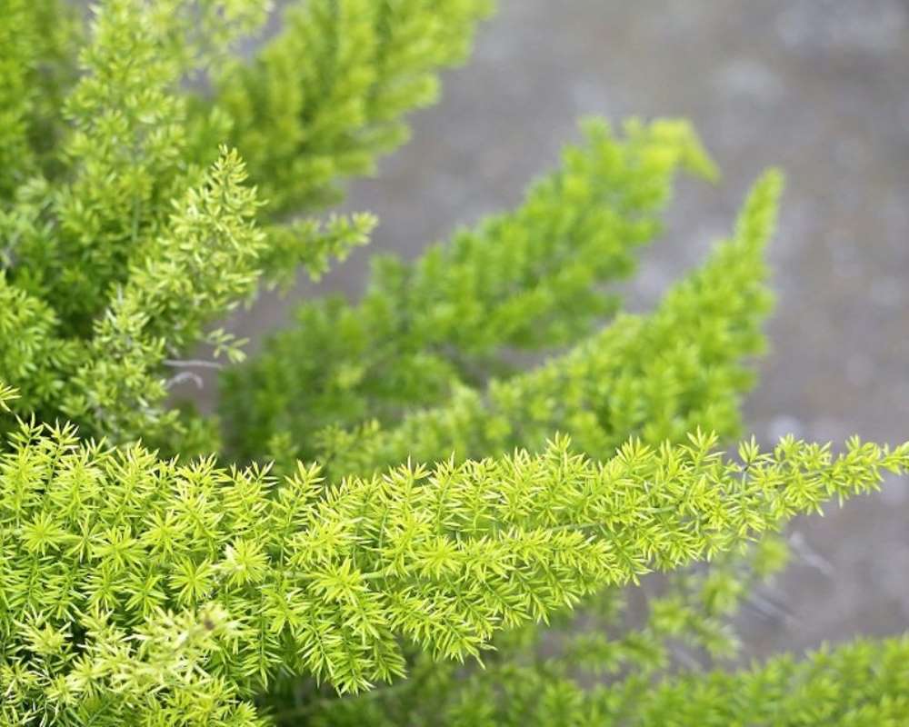 Asparagus Myers - immagine 2
