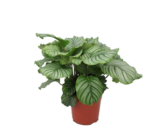 calathea orbifolia vaso 12 piante verdi da serra calda oz planten