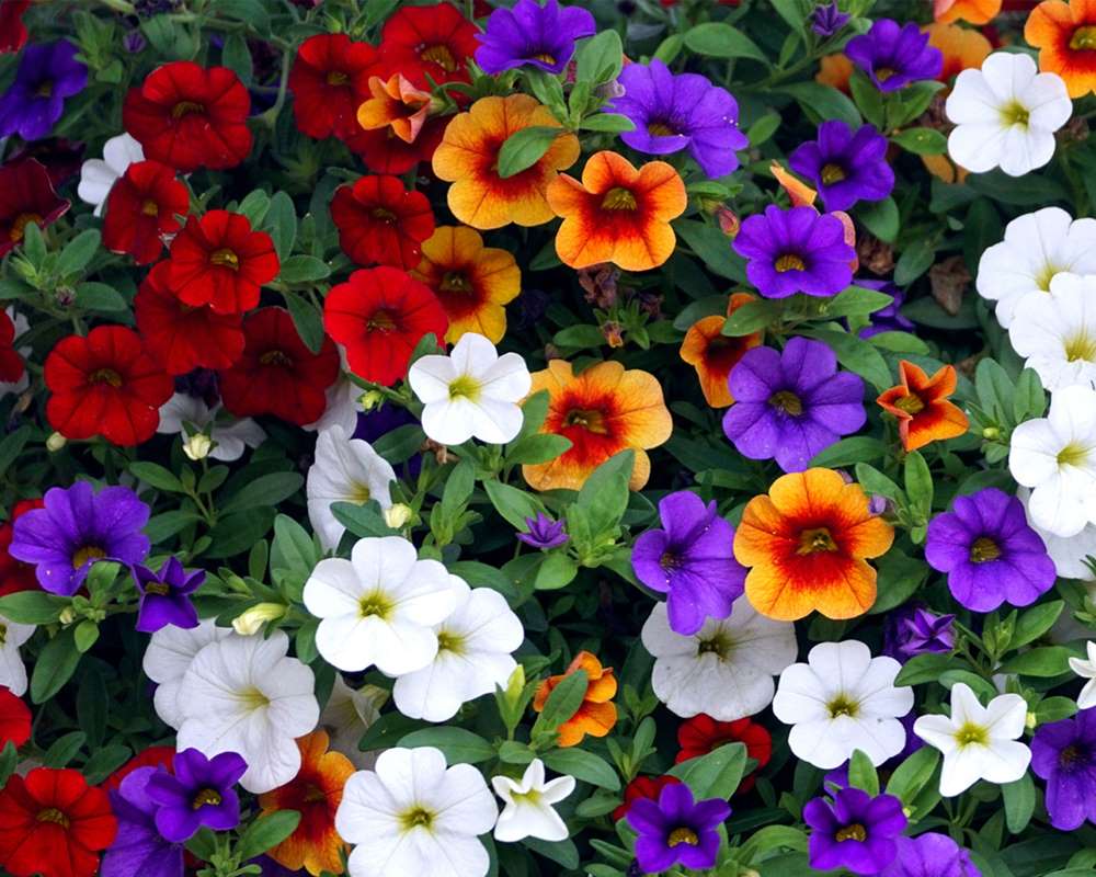 Calibrachoa (Petunia nana) - immagine 2
