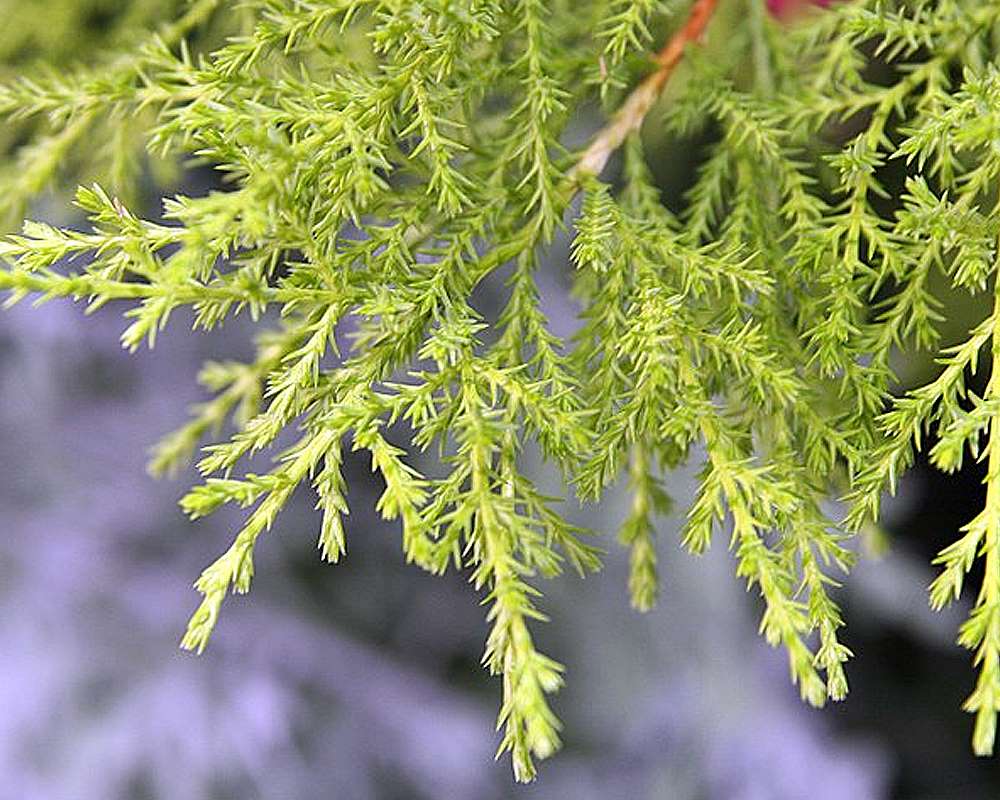 Cipresso macrocarpa - immagine 2