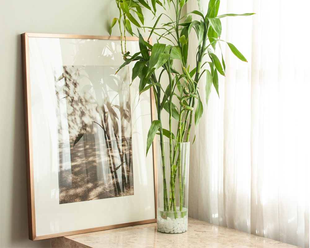 Dracena lucky bamboo - immagine 3