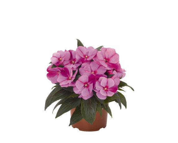 impatiens vaso 9 piante e fiori piante fiorite lo speziale