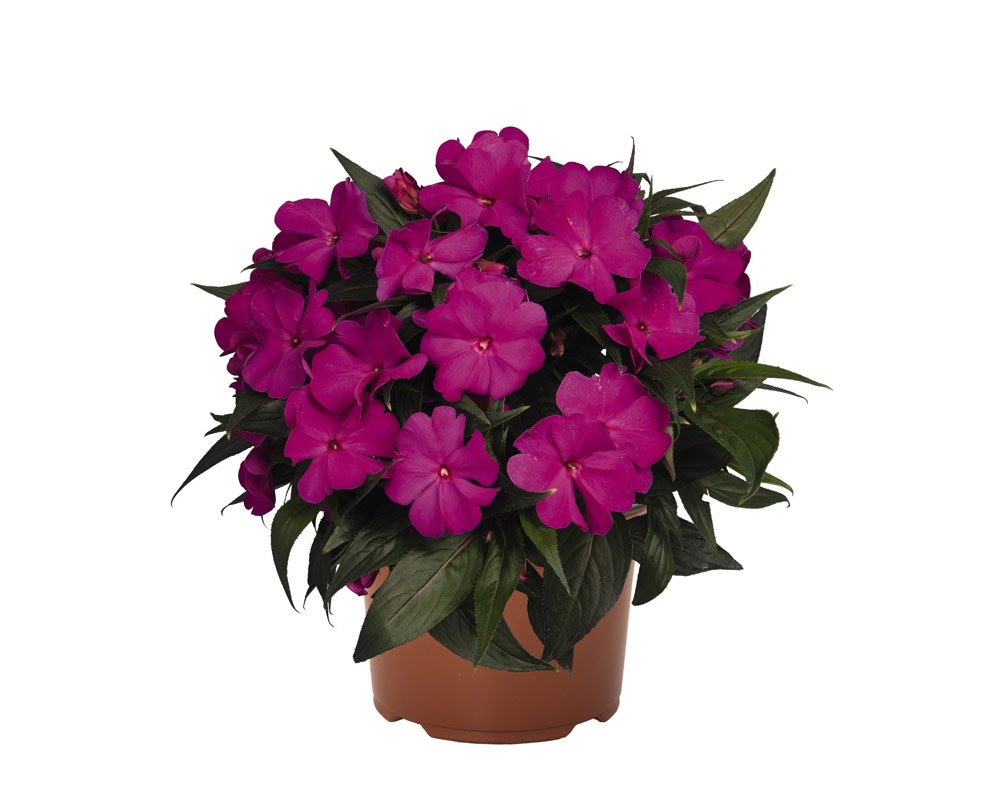 impatient vaso 14 piante fiorite