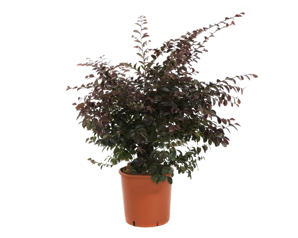 Loropetalum chinensis
