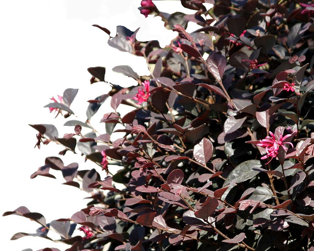 Loropetalum chinensis - immagine 2