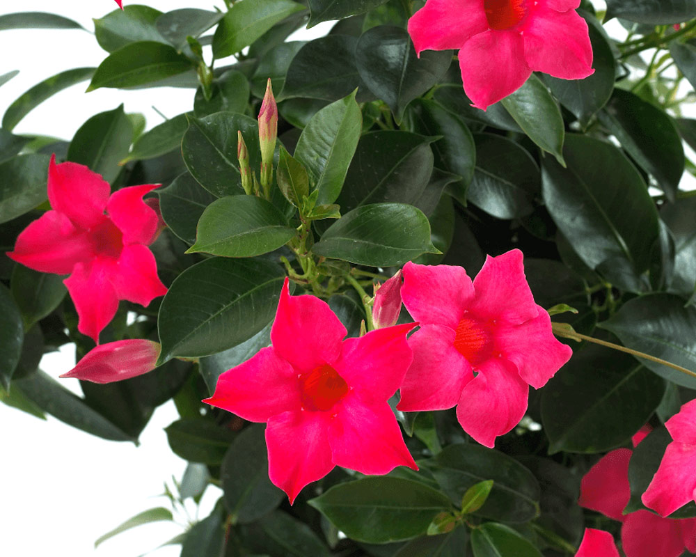 Sundavillea piramide - immagine 4