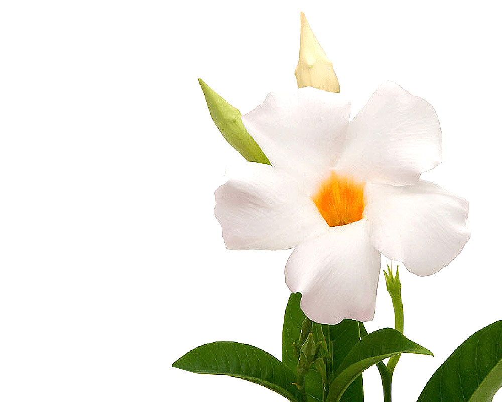 Sundavillea piramide - immagine 2