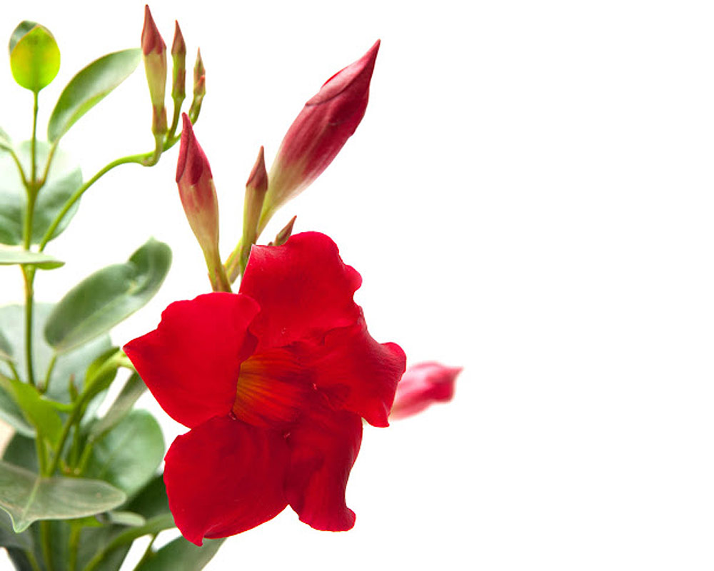 Sundavillea piramide - immagine 3