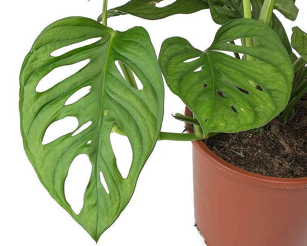 monstera obliqua vaso 14 piante verdi da serra calda Oz Planten fo