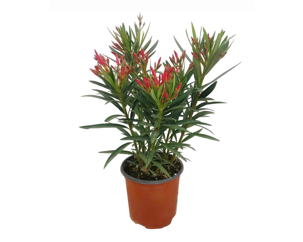 oleandro nerium vaso 24 piante e fiori piante da vivaio