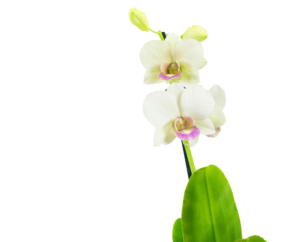orchidea dendrobium vaso 12 orchidee piante fiorite piante d interno serra calda oz planten.3
