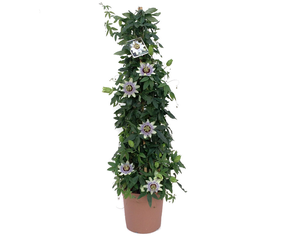 passiflora piramide vaso 19 piante e fiori rampicanti isgrojpg