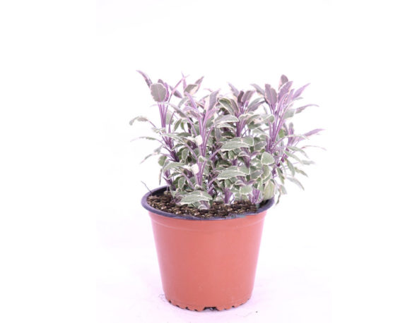 Salvia Tricolor