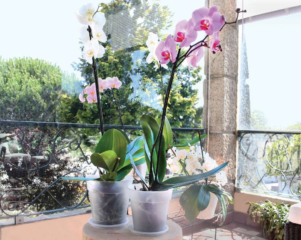 vaso tasparente per orchidea Madagascar vasi e coprivasi corino bruna