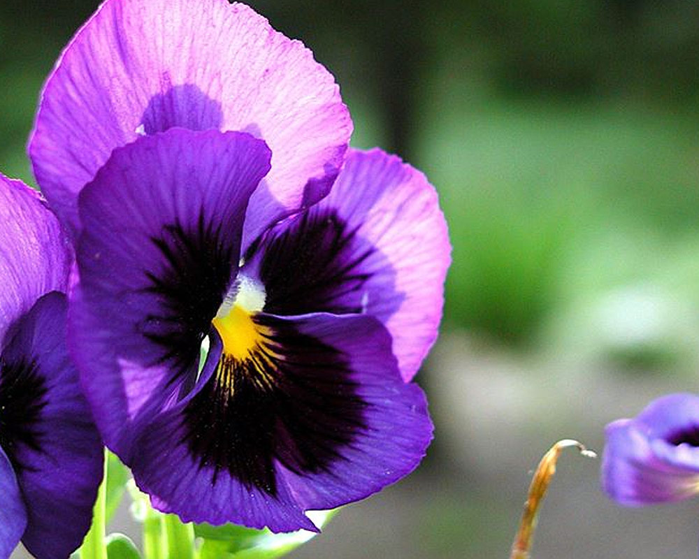 viola pansè vaso 9 pèiantee fiori fiorite giardino vivaio.2