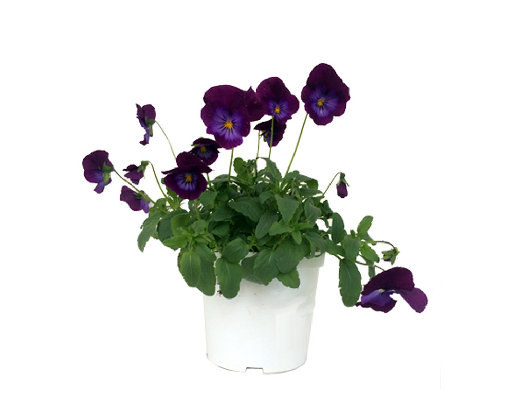 viola pansè vaso 9 pèiantee fiori fiorite giardino vivaio