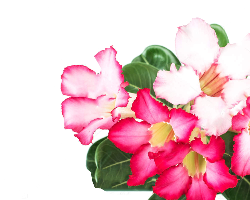 Adenium abesum - immagine 2