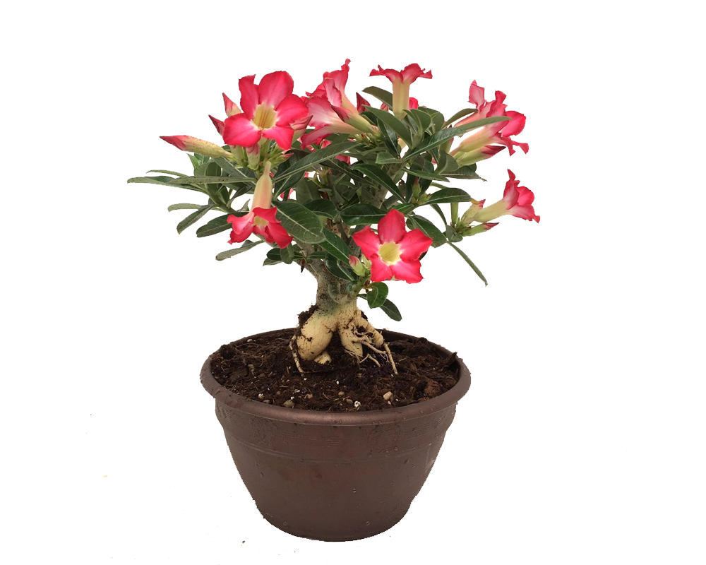 Adenium abesum