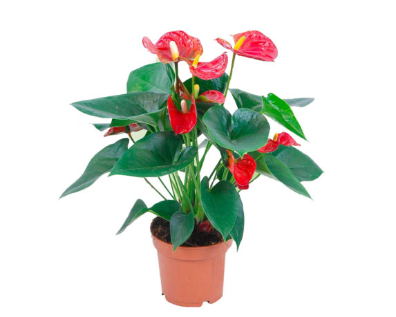 ANTHURIUM ANDREANUM vaso 24 piante fiorite piante da interno