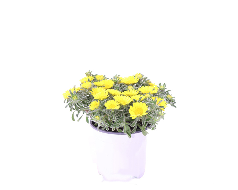 ASTERISCO MARITTIMO vaso 15 piante fiorite