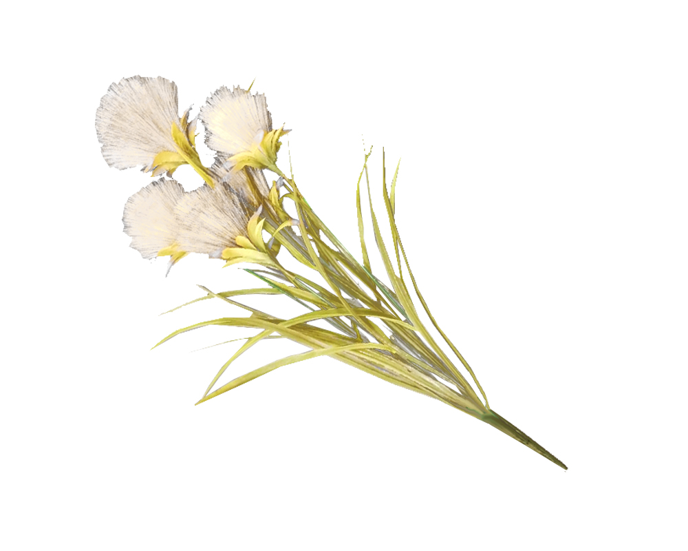 Bush dandellion nocciola