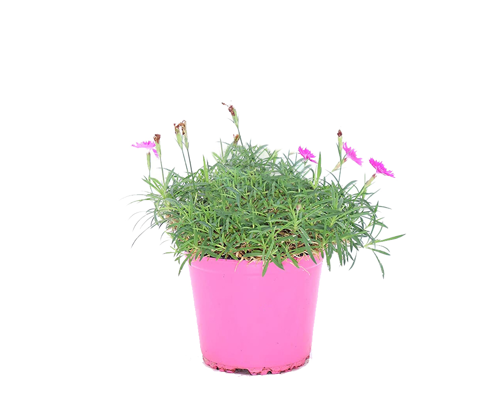 DIANTHUS CORSICA GAROFANINO vaso 16 piante fiorite piante da esterno de