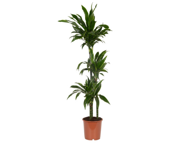 Dracena deremensis