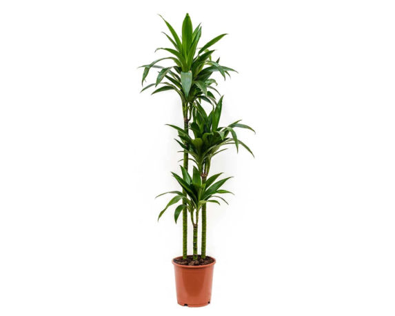Dracena deremensis janet craig