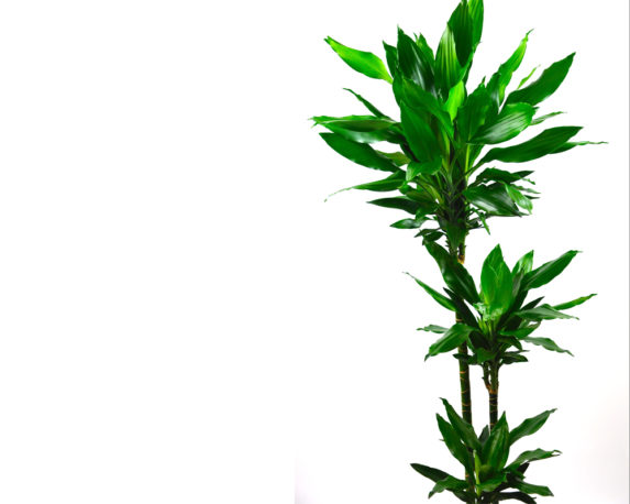 DRACENA JANET CRAIGH 90.60.30 piante da interno piante verdi serra calda dettaglio