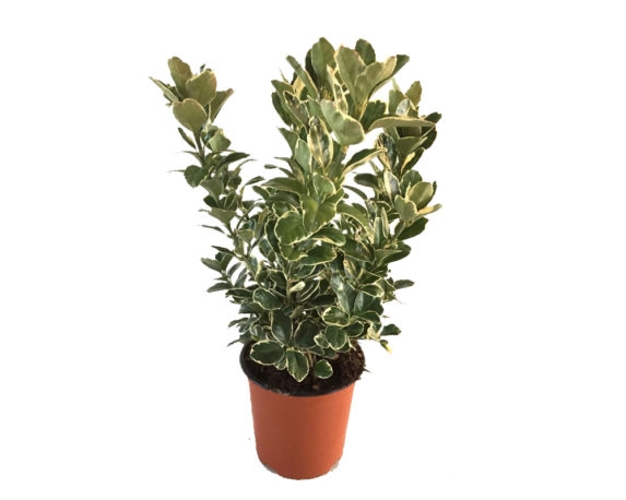 Euonymus aurea